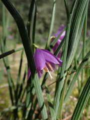 Olsynium douglasii