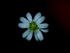 Lagenophora strangulata