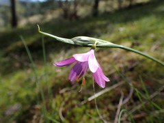 Olsynium douglasii