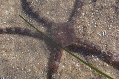 Ophioderma panamense