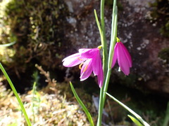 Olsynium douglasii