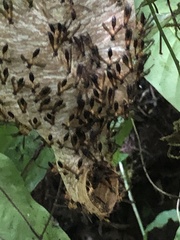 Angiopolybia