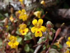 Erythranthe alsinoides