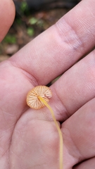 Mycena acicula