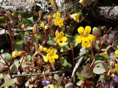 Erythranthe alsinoides