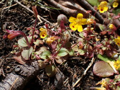 Erythranthe alsinoides