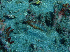 Oxycheilinus bimaculatus