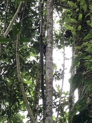 Saguinus weddelli weddelli