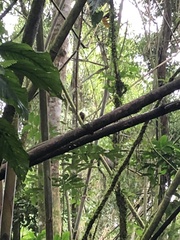 Saguinus weddelli weddelli