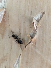 Opisthopsis respiciens