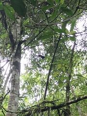 Saguinus weddelli weddelli