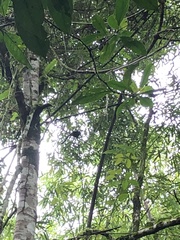 Saguinus weddelli weddelli