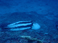 Octopus cyanea