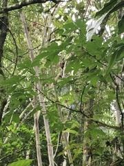 Saguinus weddelli weddelli