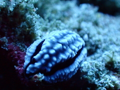 Phyllidiella