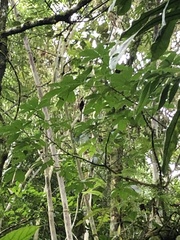 Saguinus weddelli weddelli