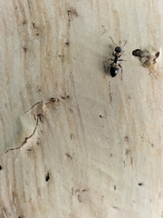 Opisthopsis respiciens