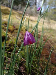 Olsynium douglasii