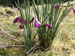 Olsynium douglasii