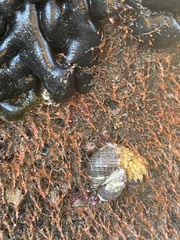 Nucella canaliculata