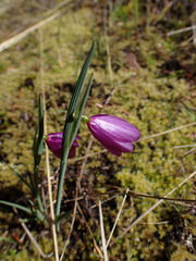 Olsynium douglasii