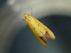 Gymnobathra flavidella