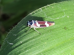 Macugonalia leucomelas