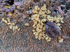 Nucella canaliculata