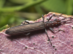 Syllitus grammicus