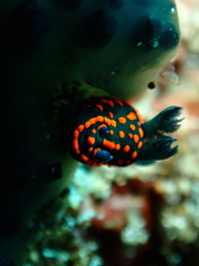 Nembrotha