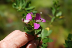 Polygala myrtifolia