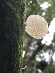 Favolaschia