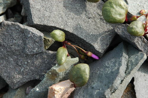 Image of Claytonia ogilviensis by (c) Syd Cannings, some rights reserved (CC BY)