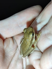 Boana pulchella