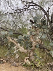 Opuntia alta