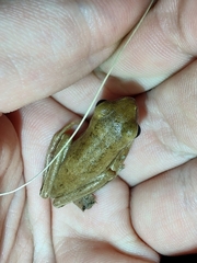 Boana pulchella