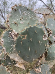 Opuntia alta