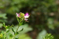 Polygala myrtifolia