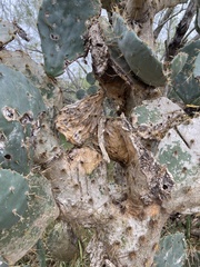 Opuntia alta