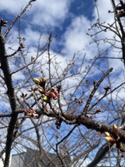 Prunus