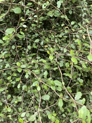 Streblus heterophyllus