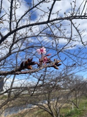 Prunus