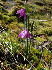 Olsynium douglasii