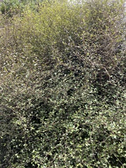 Streblus heterophyllus