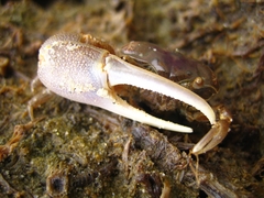 Leptuca pugilator