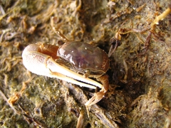 Leptuca pugilator