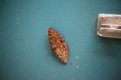 Speiredonia spectans