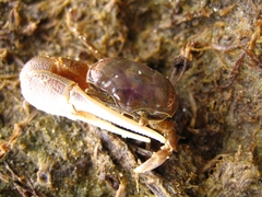 Leptuca pugilator