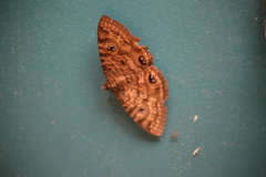 Speiredonia spectans
