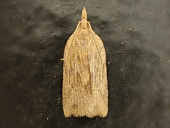 Planotortrix